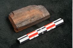 Foto (Seitenansicht) von Plantae indet.  (NHMW-GEO-2024-0188-10473)